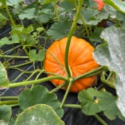 IMG-20250916-WA0003
